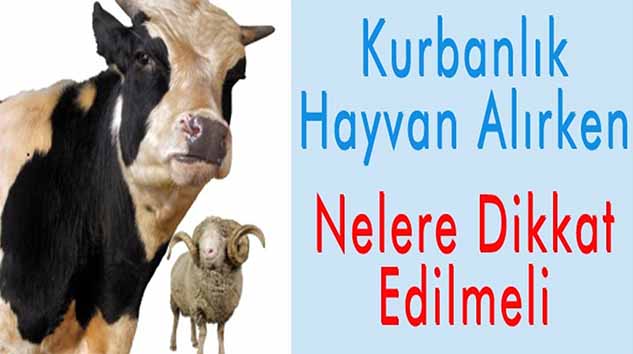 KURBANLIK ALIRKEN NELERE DİKKAT EDİLMELİ!