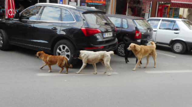 BAŞIBOŞ KÖPEKLER NE OLACAK?...