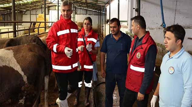 BÜYÜKBAŞ HAYVANLAR HASTALIKLARA KARŞI AŞILANIYOR!