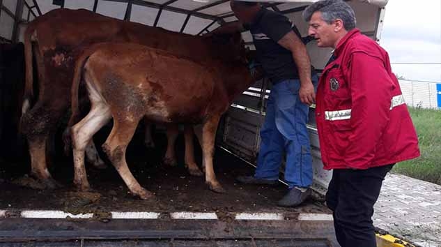 HAYVAN PAZARLARI VE YOL KONTROLLERİ DEVAM EDİYOR