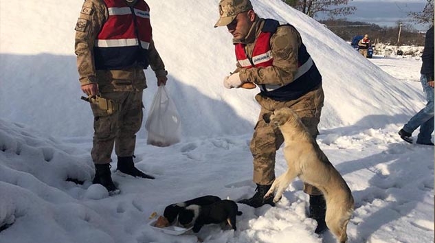 JANDARMA SOKAK HAYVANLARINI UNUTMADI