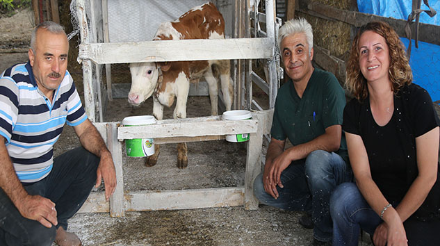 Atakum Belediyesi'nden 'Buzağı' Seferberliği