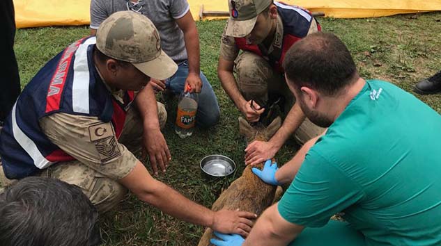 Yaralı Karaca'ya Jandarma Şefkati