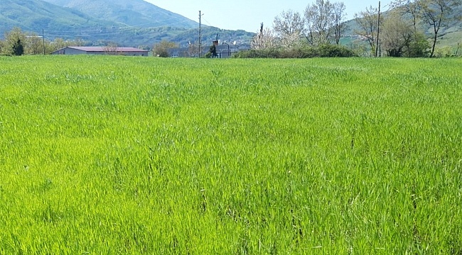 Karakılçık buğdayı Atakum'da yeniden hayat buluyor