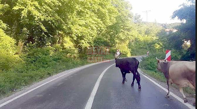 Başıboş Hayvanlar Trafikte Tehlike Saçıyor!...