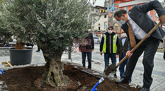 Saathane Meydanı, Zeytin Ağaçları İle Yeşilleniyor