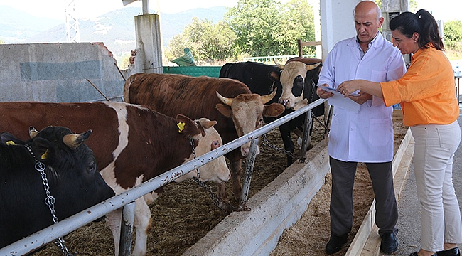 'Atakum Belediyesi Kurban Satış ve Kesim Yeri' Bayrama Hazır