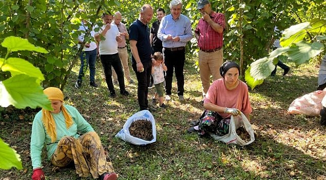 İktidar, Kahverengi Kokarcanın Suç Ortağıdır